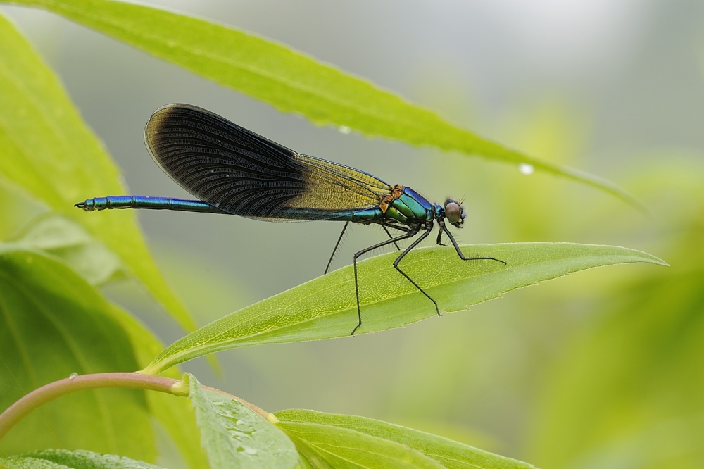 Capolpterix.......